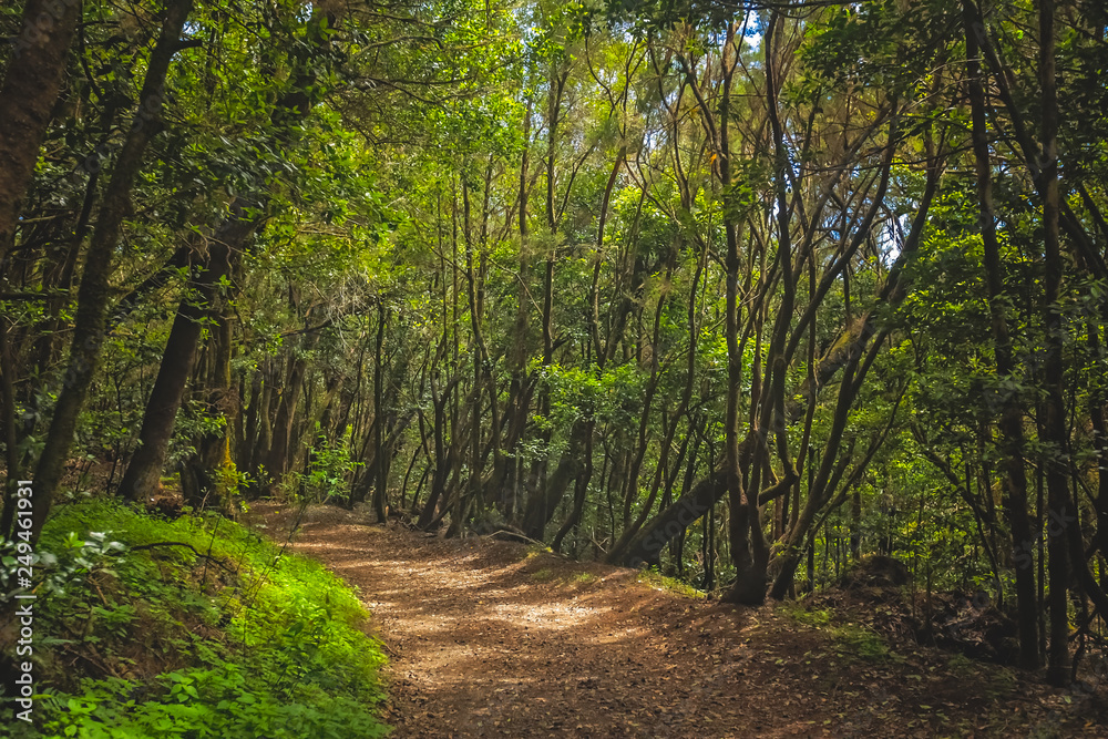 Footpath in the Garajonay national park