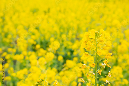 満開の菜の花畑の黄色い菜の花