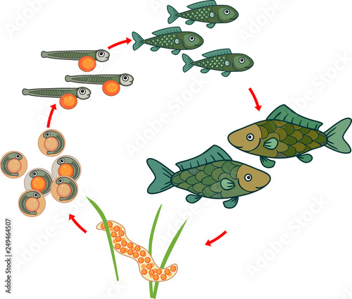 Life cycle of fish. Sequence of stages of development of fish from egg (roe) to adult animal