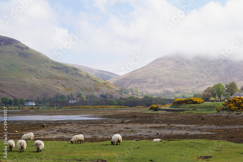 Sheep on the shore of the sea in Lochranza on the isle of Arran, Scotland