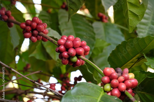 Arabica Coffee Tree.red ripe berries.