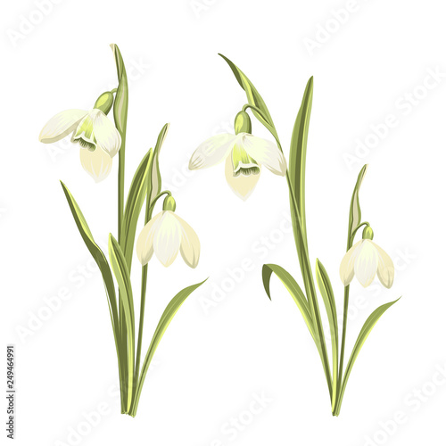 Vector set of snowdrops flowers. Botanical illustration of Galanthus flowers. Vector illustration.