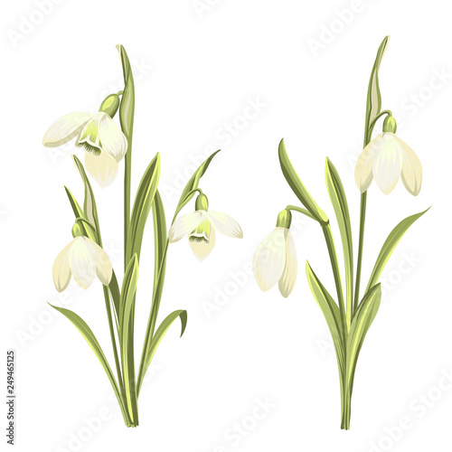 Vector set of flowers of Galanthus . Botanical illustration. Spring bouquet of snowdrops. Vector illustration. photo