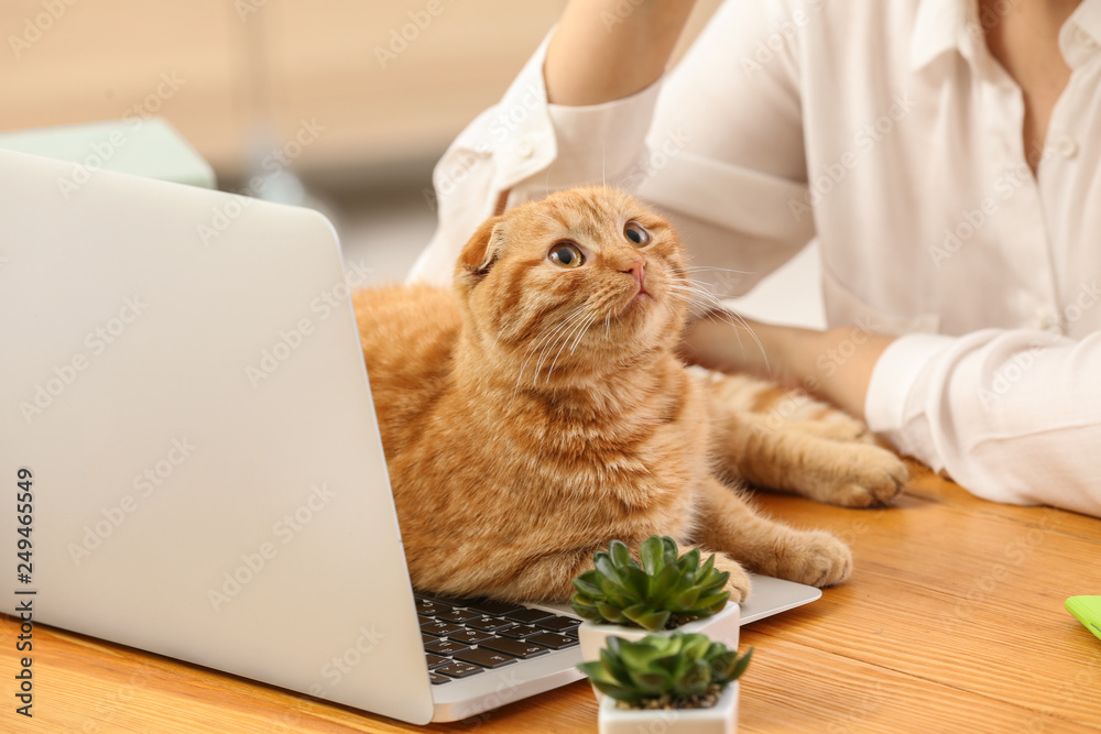 Fototapeta premium Young woman with cute funny cat working at home