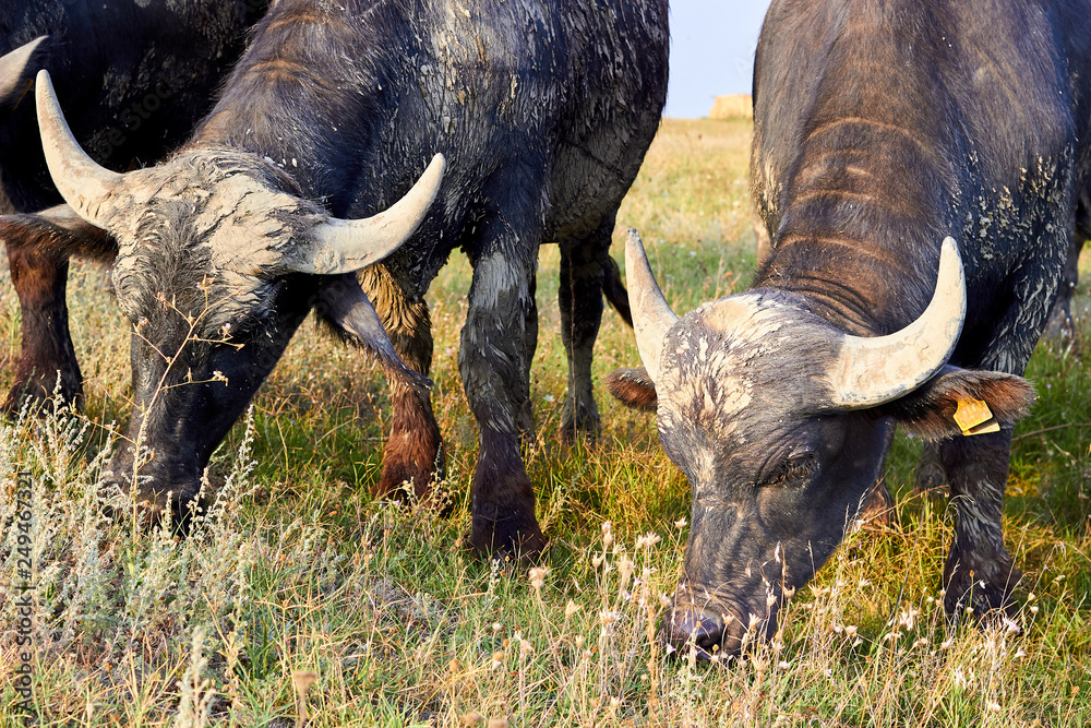 Obraz premium Water buffalo (Bubalus bubalis)