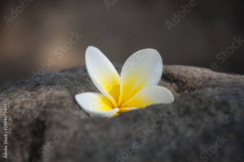 white flower © Prashanth