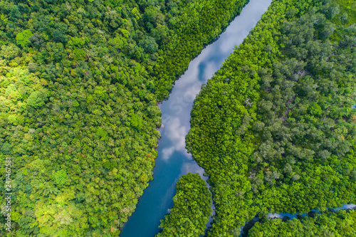 Tropical rain forest mangrove river and green tree on island