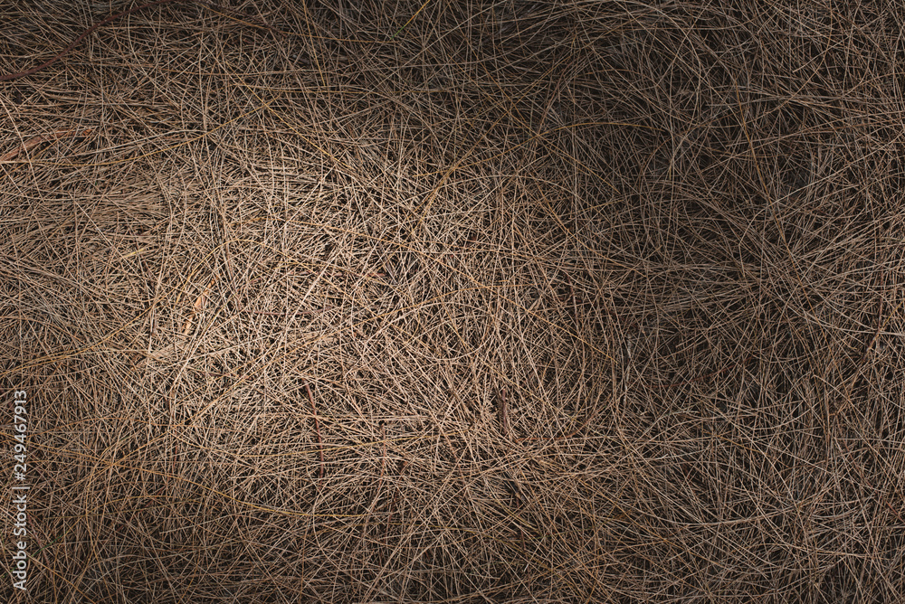 full frame image of a fallen twigs on ground with sunlight and shadows. concept of nature background full frame image of a fallen twigs on ground with sunlight and shadows. concept of nature background
