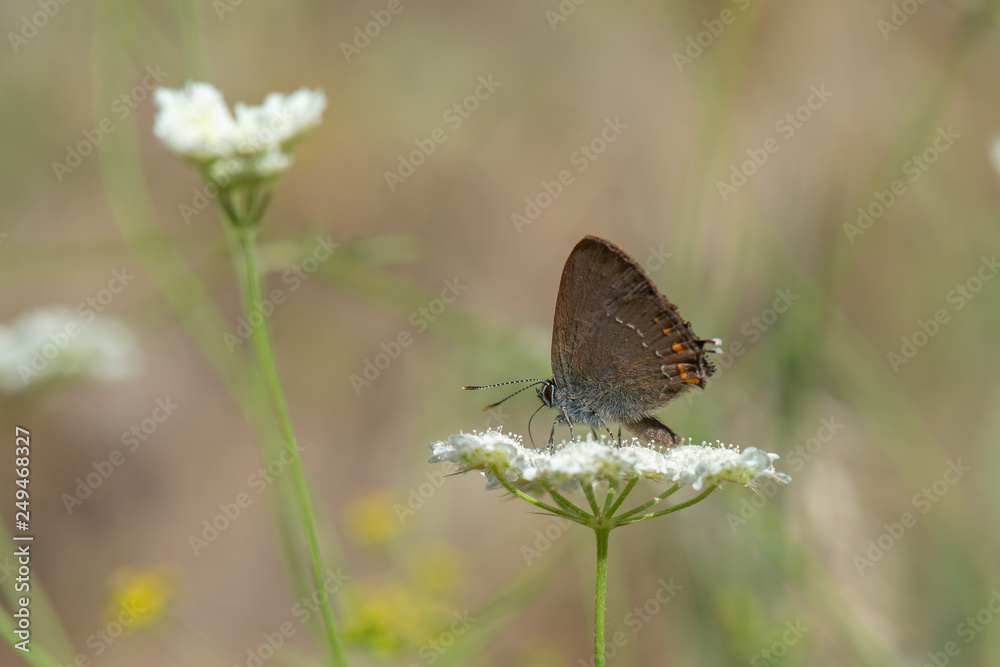 Lycaenidae / Büyük Sevbeni / / Satyrium ilicis Lycaenidae / Büyük Sevbeni / / Satyrium ilicis