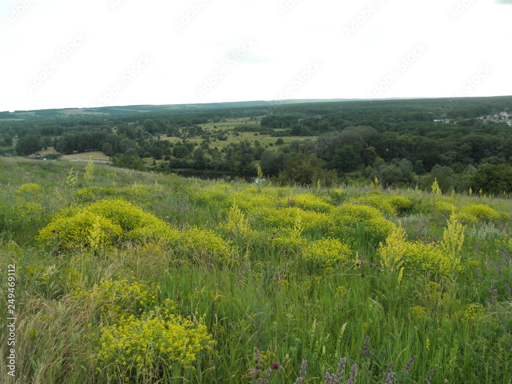 Bloom in the mountains. Summer landscape Bloom in the mountains. Summer landscape