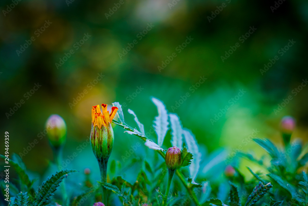 Marigold Flower in Garden