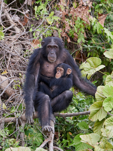 Chimpanzee (Pan troglodytes)