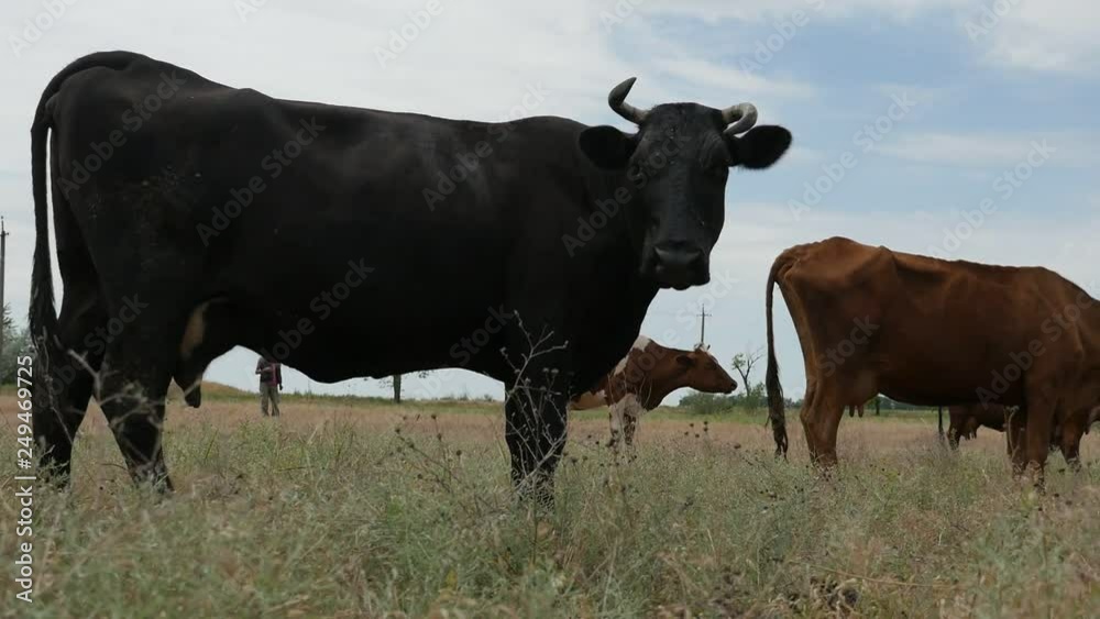 Herd of black and brown cows grazing grass in a large meadow in autumn Herd of black and brown cows grazing grass in a large meadow in autumn