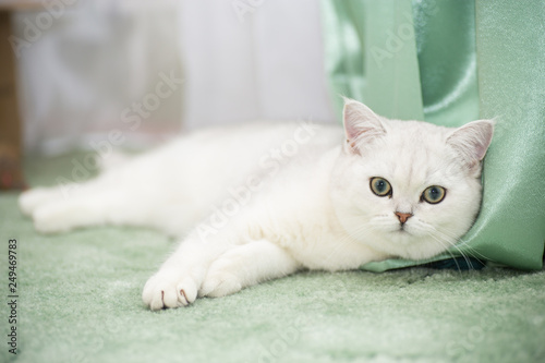 Fototapeta Naklejka Na Ścianę i Meble -  beautiful young cat breed Scottish chinchilla straight