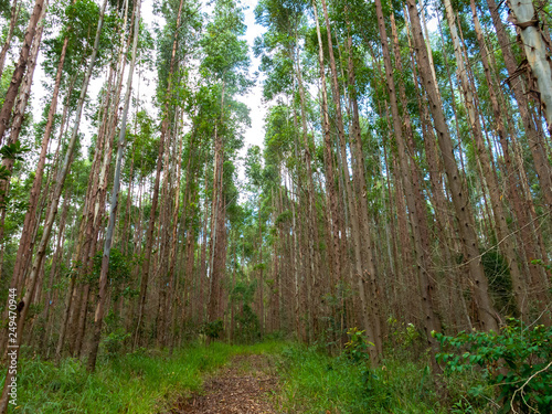 Eucalyptus plantation in Brazil photo