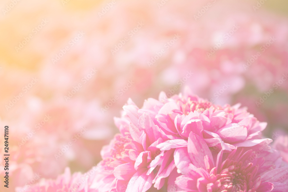 Pink flowers are blooming for the background Pink flowers are blooming for the background