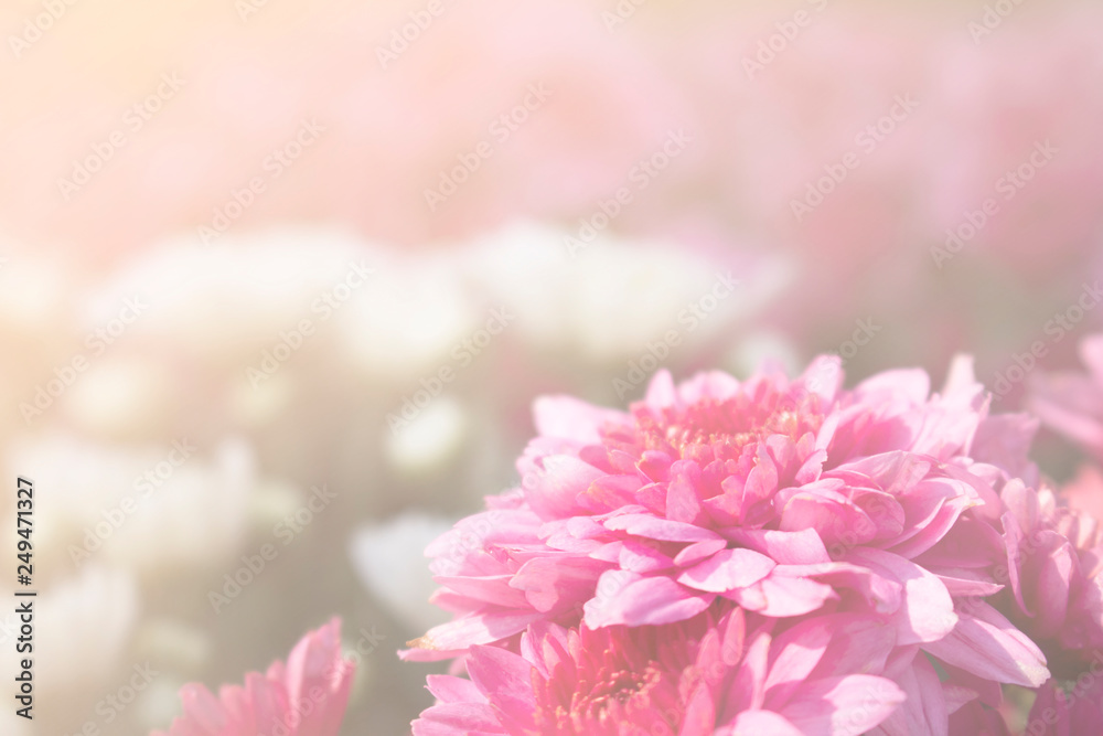 Fototapeta premium Pink flowers are blooming for the background