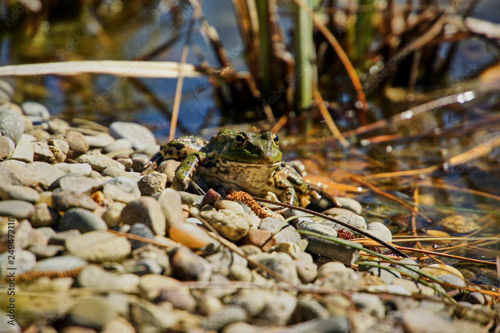 The frog crawled to the shore of the pond and idly looks ahead. Close-up. Frog in natural habitat. The frog crawled to the shore of the pond and idly looks ahead. Close-up. Frog in natural habitat.