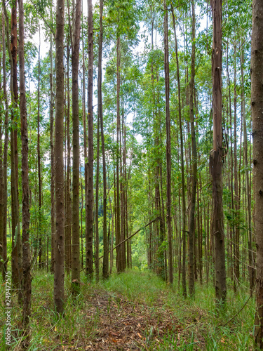 Eucalyptus plantation in Brazil