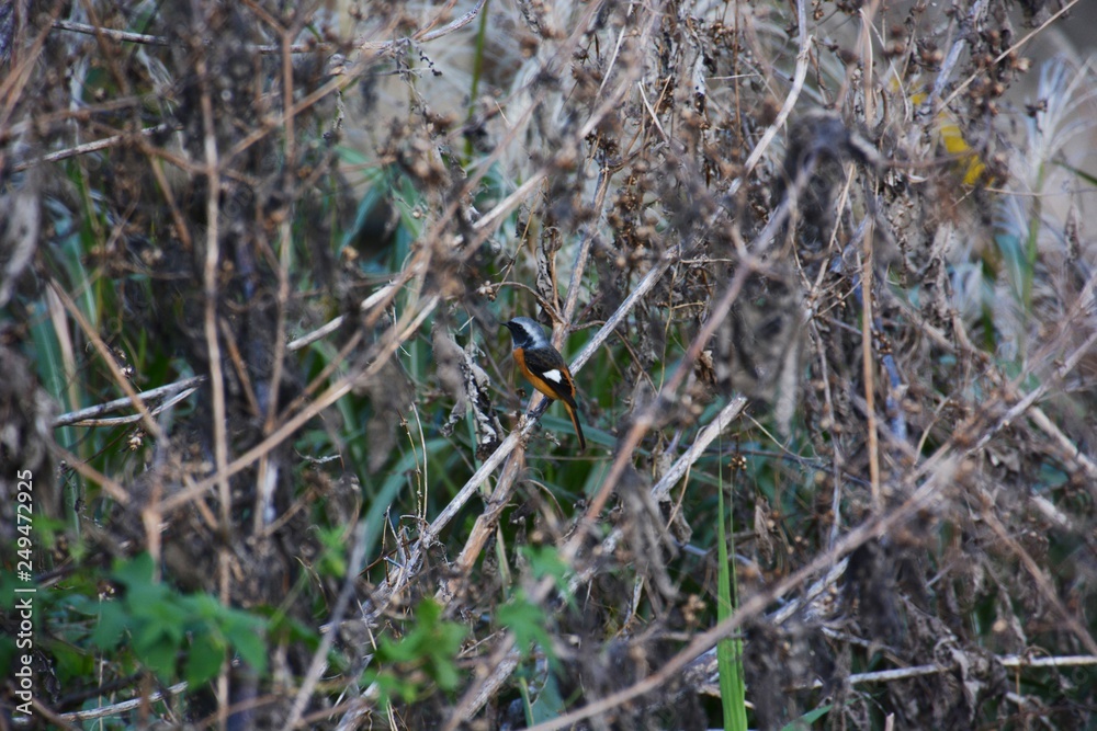 Daurian redstart Male (Phoenicurus auroreus) Daurian redstart Male (Phoenicurus auroreus)