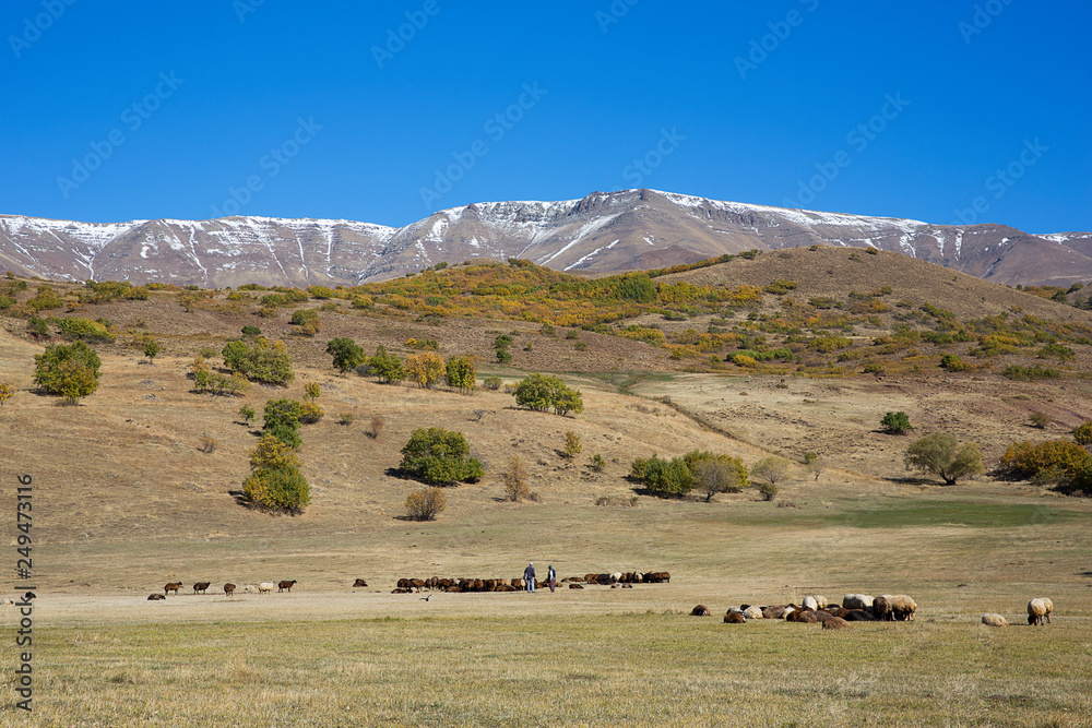 Obraz premium Sheep in the mountains