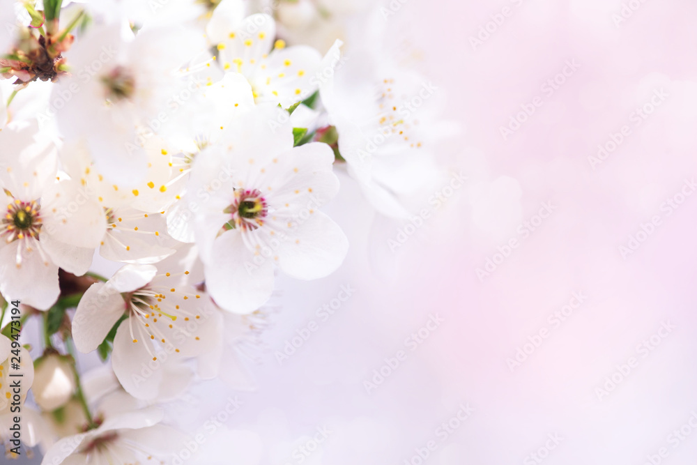 Beautiful white flowers of blossoming apricot tree.