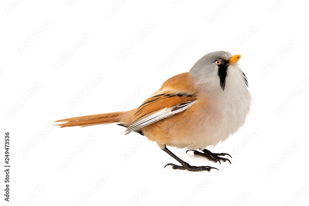 Bearded Reedling or Beraded tit, panurus biarmicus, male. Isolated on white background