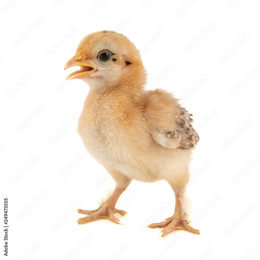 A small chick of bantam silkie isolated on a white background. 7 days old A small chick of bantam silkie isolated on a white background. 7 days old