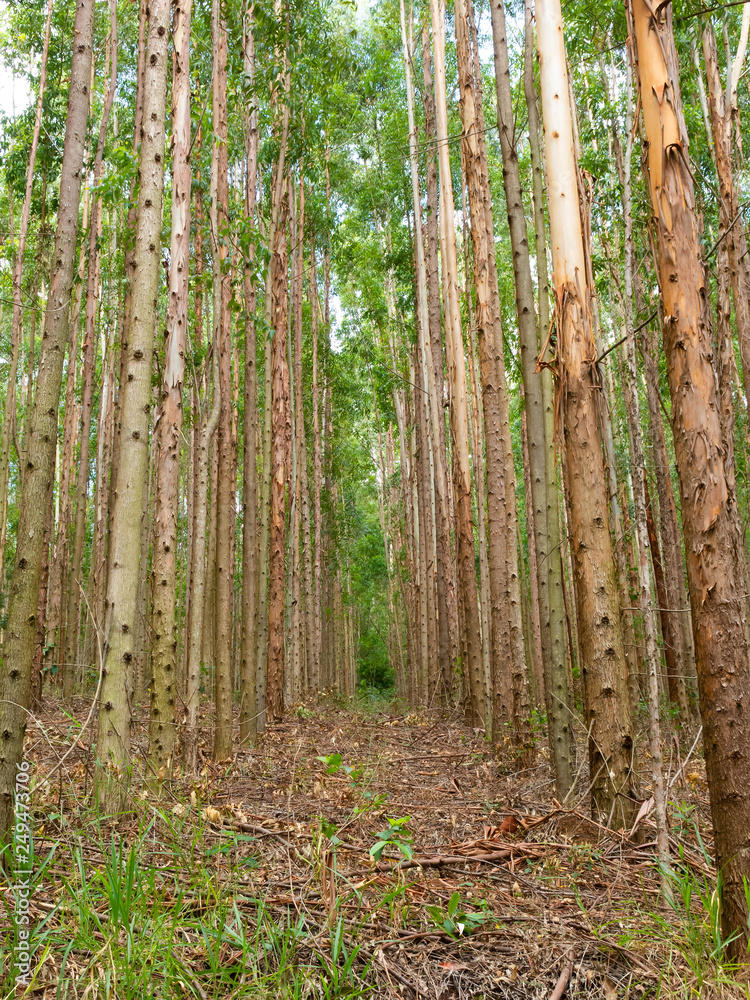 Eucalyptus plantation in Brazil Eucalyptus plantation in Brazil