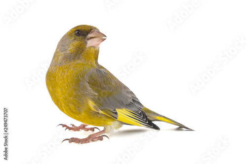 Greenfinch isolated on a white background. Carduelis chloris photo