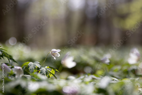 Anemone nemorosa in a Pålsjö forest in Helsingborg, Sweden early morning with dew and water on the flowers.