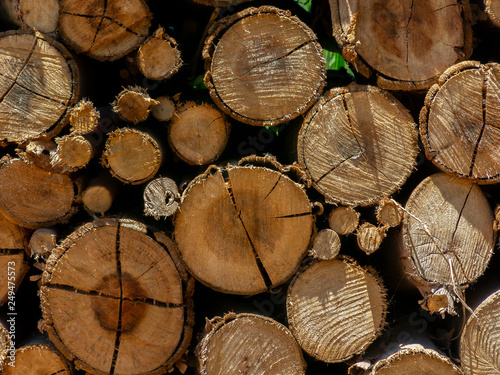 Fototapeta Naklejka Na Ścianę i Meble -  Eucalyptus fire wood trunk piled up texture - pattern