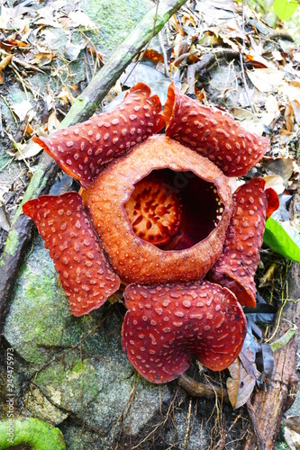 a beautiful bud of blooming, red, giant rafflesia against the background of a tropical rainy forest.