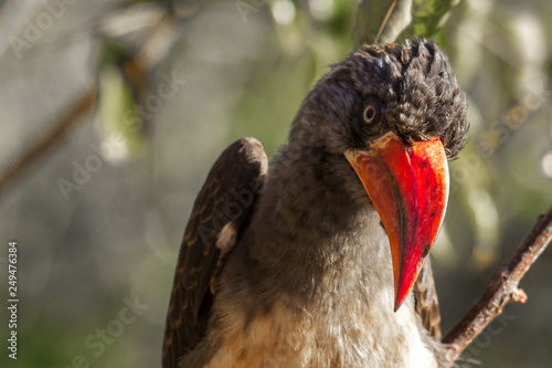 close up of crowned hornbill © derren