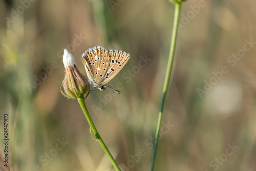 Lycaenidae / Çokgözlü Esmer / / Polyommatus agestis photo