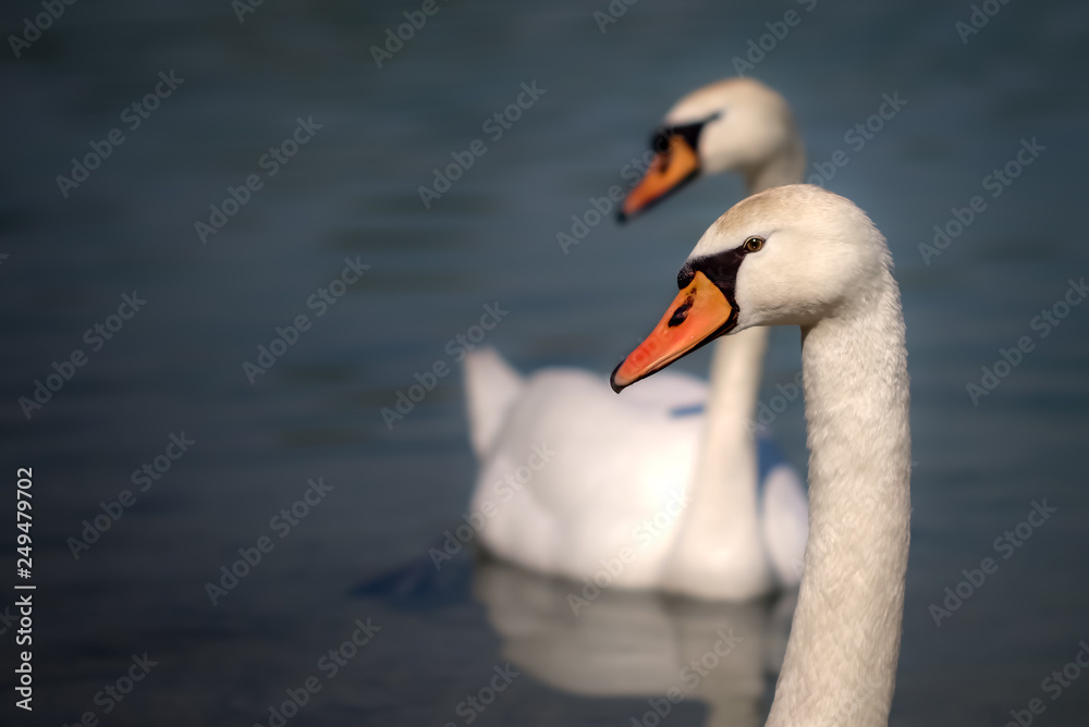 swan couple looking back together. in love good times. the same swan couple looking back together. in love good times. the same