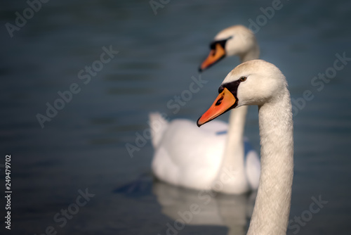 swan couple looking back together. in love good times. the same 