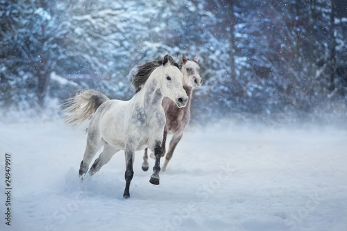 Grey arabian horses run gallop in snow