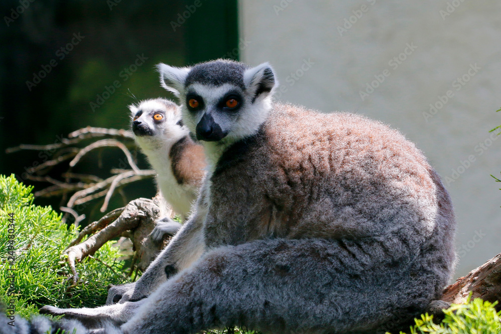 Katta (Lemur catta) Muttertier mit Jungem