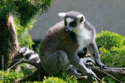Katta (Lemur catta) Madagaskar