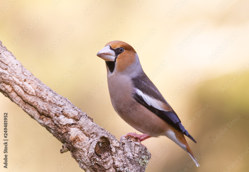 Fototapeta premium Hawfinch in the nature habitat in green forest of Spain.