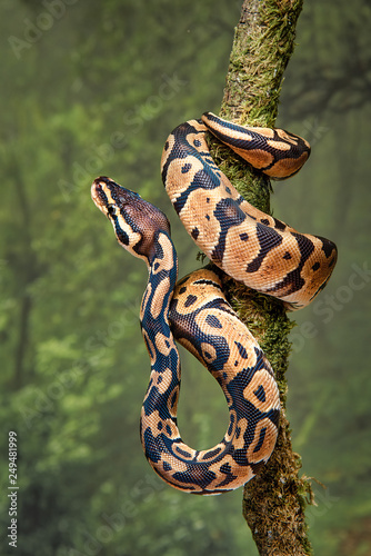 A young royal python wrapped around a tree trunk with its head facing upwards photo