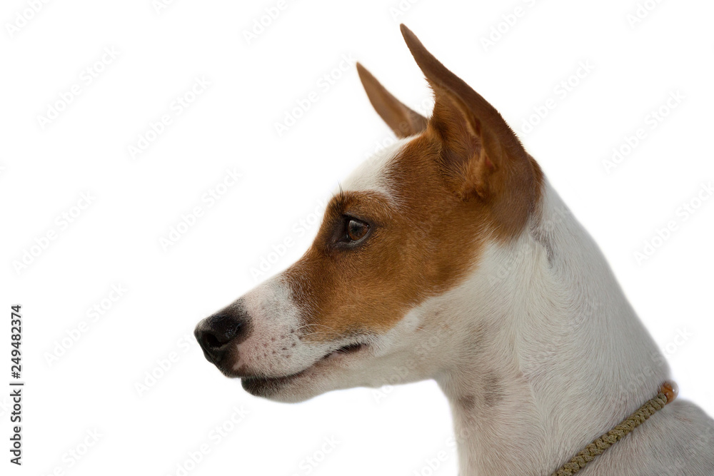 Jack Russell Terrier face on a white background.