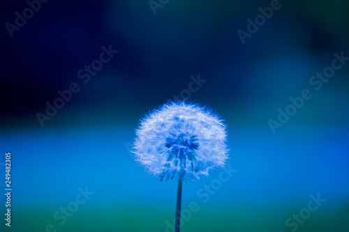 Fototapeta Naklejka Na Ścianę i Meble -  art photo of dandelion seeds close up on natural blurred background