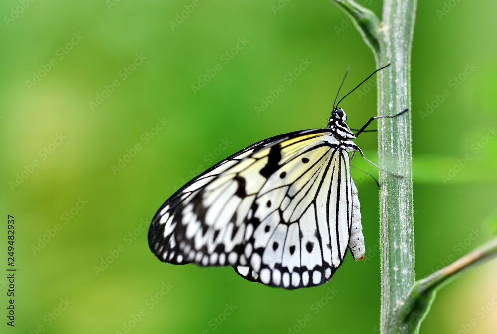 Tropical butterfly Paper Kite or Large Tree Nymph ( Idea leuconoe ) sitting on the stem of the plant. Tropical butterfly Paper Kite or Large Tree Nymph ( Idea leuconoe ) sitting on the stem of the plant.