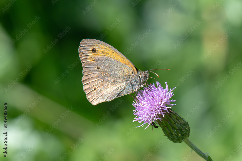 Satyridae / Çayır Esmeri / / Maniola jurtina Satyridae / Çayır Esmeri / / Maniola jurtina