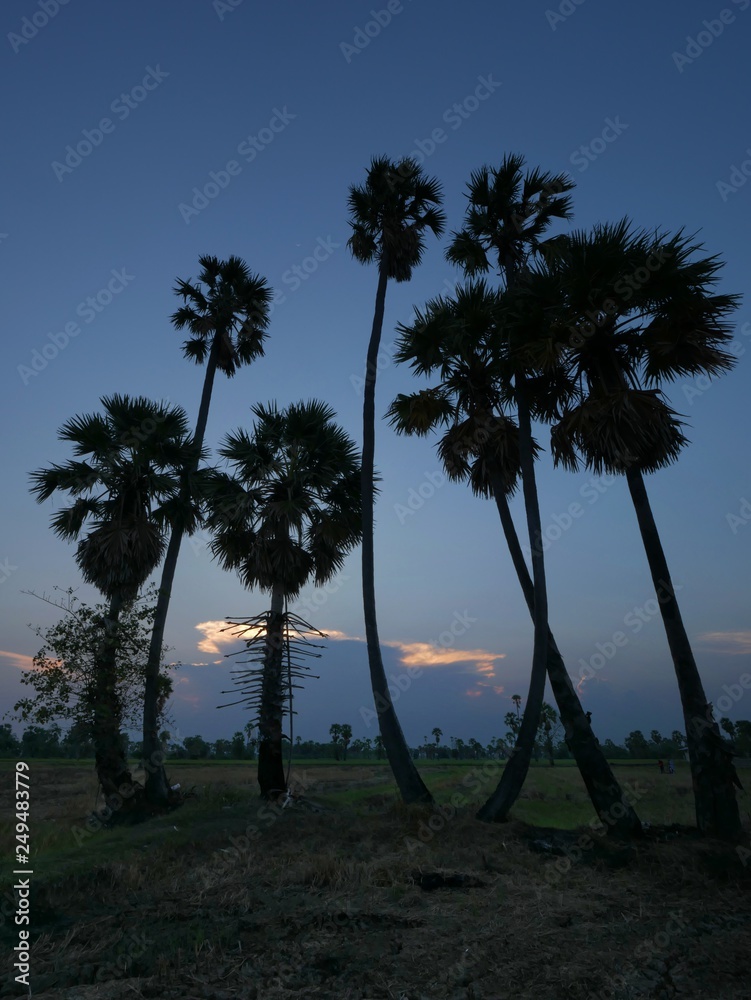 Many sugar palm trees in the field - Phetchaburi Province THAILAND. Many sugar palm trees in the field - Phetchaburi Province THAILAND.