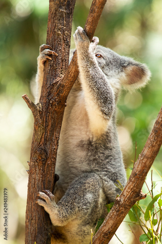 Wall Mural Cute Australian Koala resting during the day.