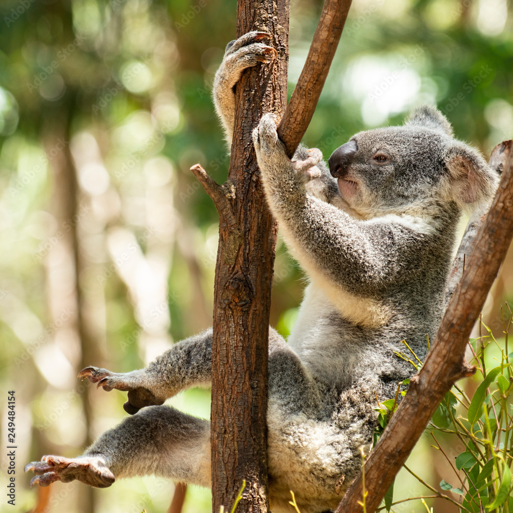 Obraz premium Cute Australian Koala resting during the day.