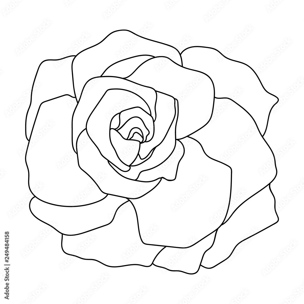 Vector line art of rose. Black isolated on white.